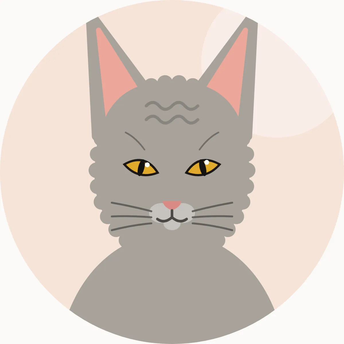 Devon rex – piirroskuva rodun tyypillisestä ulkonäöstä (kaikki värit)