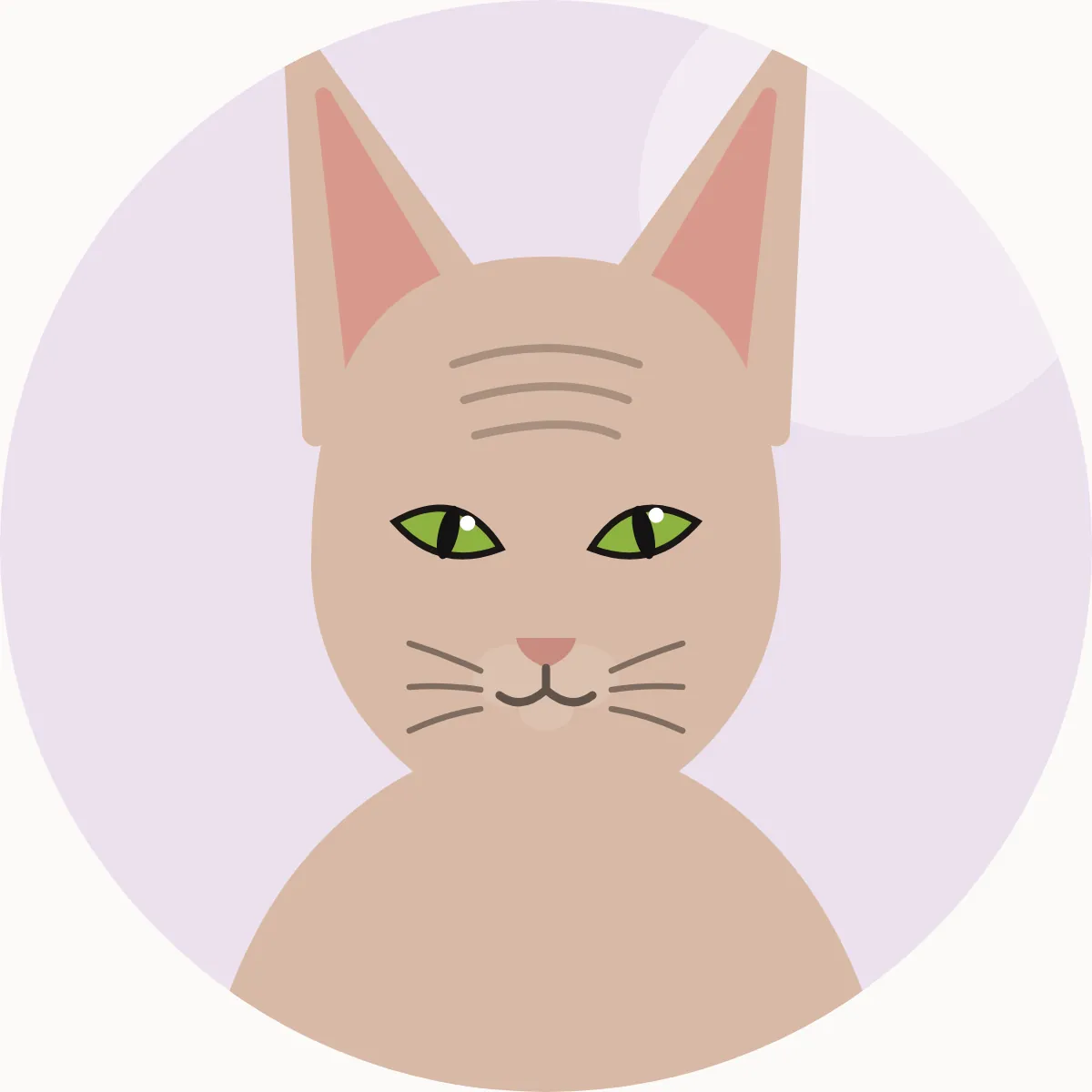 Peterbald – piirroskuva rodun tyypillisestä ulkonäöstä (kaikki värit)