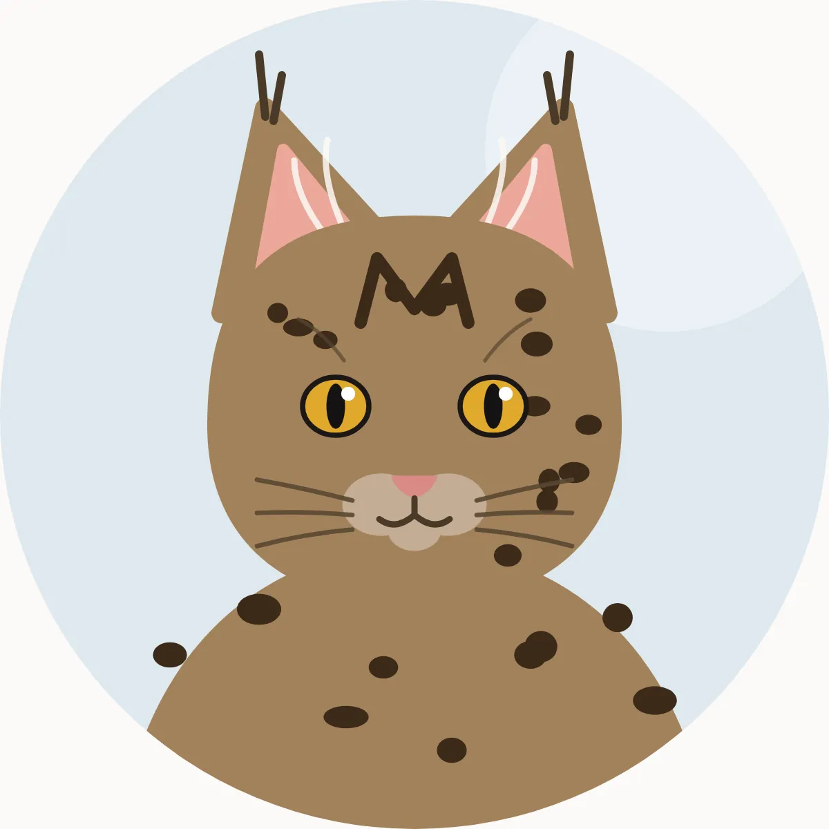 Pixiebob – piirroskuva rodun tyypillisestä ulkonäöstä (täplikäs ruskea tabby)