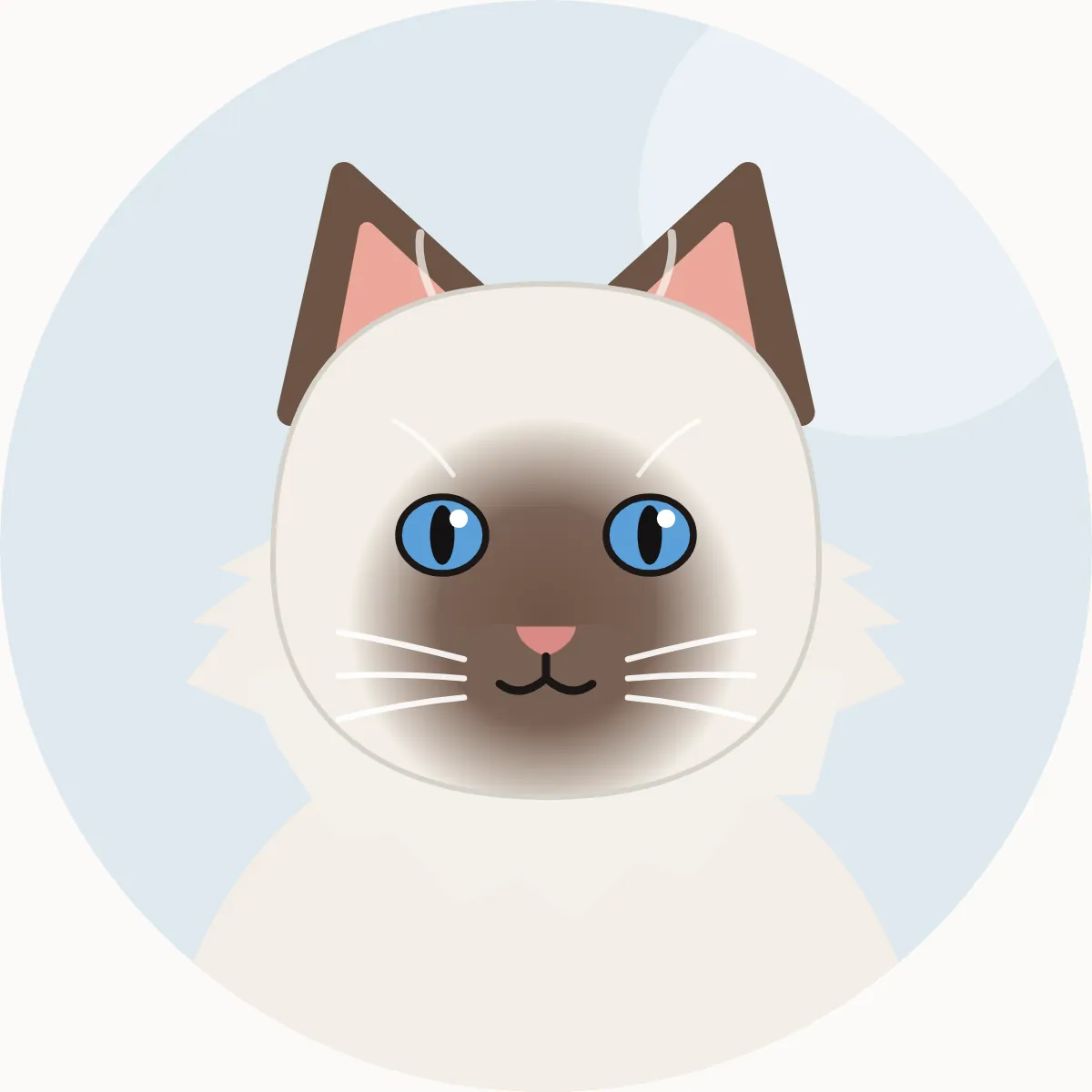 Ragdoll – piirroskuva rodun tyypillisestä ulkonäöstä (colourpoint, mitted tai bicolour; seal, blue, chocolate, lilac, red ja cream)