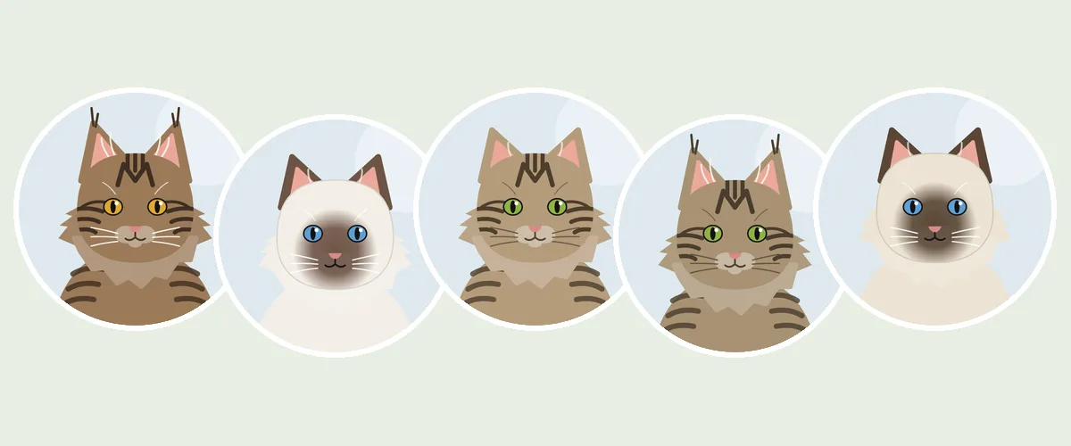 Isot kissarodut: maine coon, ragdoll, siperiankissa, norjalainen metsäkissa ja neva masquerade (piirroskuva)