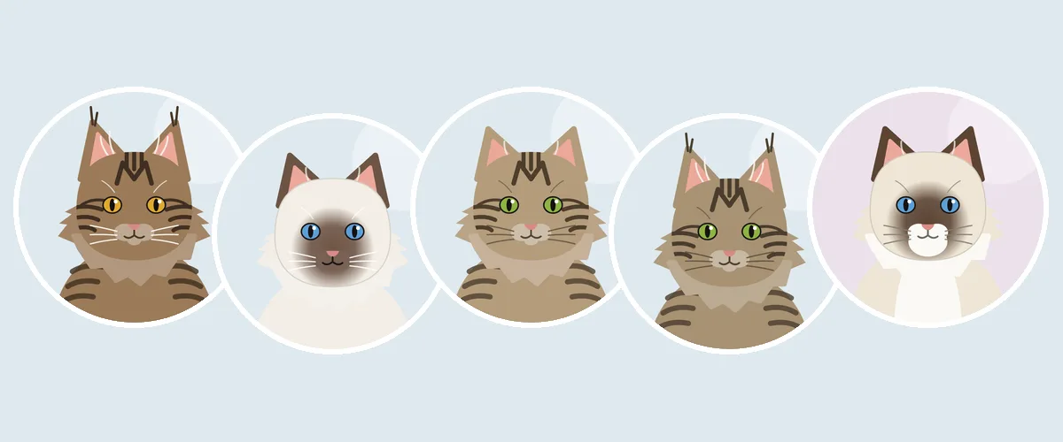 Pitkäkarvaiset kissarodut: maine coon, ragdoll, siperiankissa, norjalainen metsäkissa ja pyhä birma (piirroskuva)