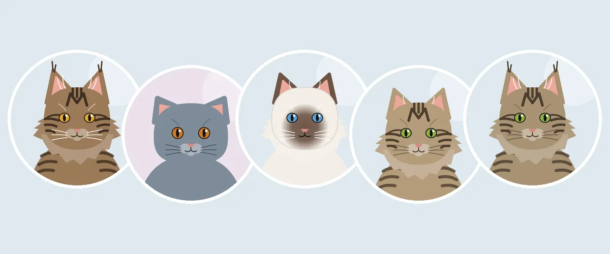 Rotutesti: maine coon, brittiläinen lyhytkarva, ragdoll, siperiankissa ja norjalainen metsäkissa (piirroskuva)
