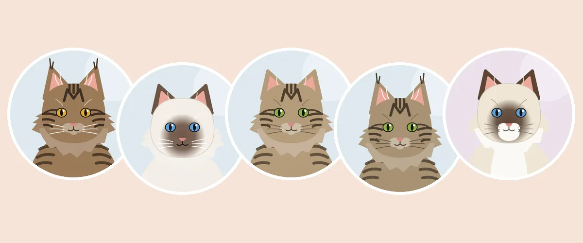 Vertaa kissarotuja: maine coon, ragdoll, siperiankissa, norjalainen metsäkissa ja pyhä birma (piirroskuva)