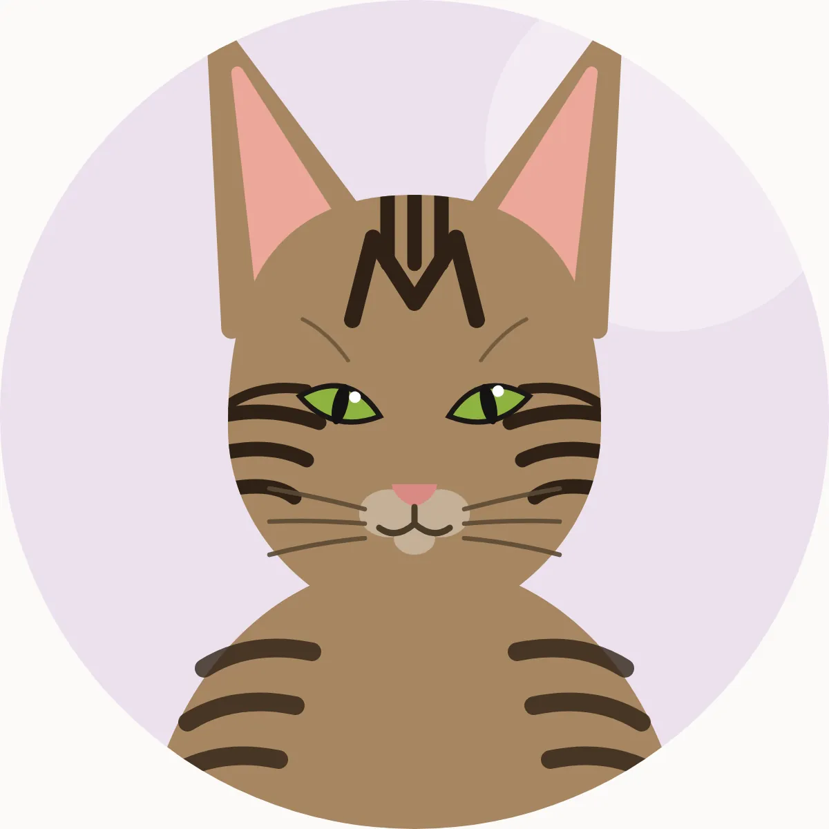 Sokoke – piirroskuva rodun tyypillisestä ulkonäöstä (ruskea marmoroitu tabby (agouti))