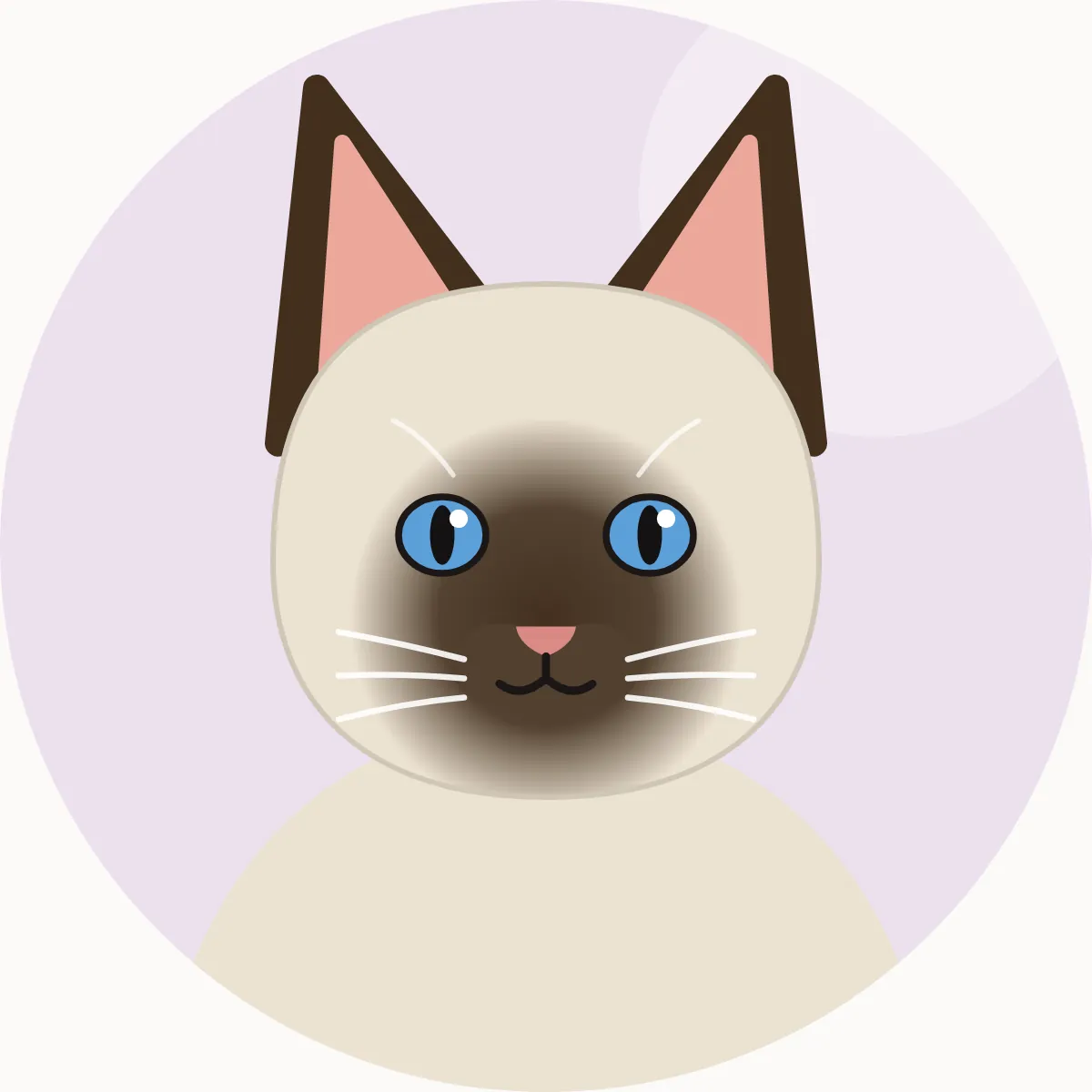 Thai – piirroskuva rodun tyypillisestä ulkonäöstä (colourpoint: seal, blue, chocolate, lilac ja muut)